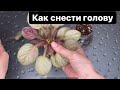 Переукореняю и омолаживаю фиалки сразу на фитиле. Мастер-класс