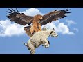 Беркут — Гигантский Орел, который охотится даже на БАРАНОВ!