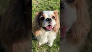 Cavalier King Charles spaniels enjoying autumn sunny day