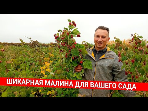 Шикарная малина для вашего сада