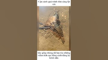 Cận cảnh quá trình tôm càng lột xác - Tin All #shorts #tomcang
