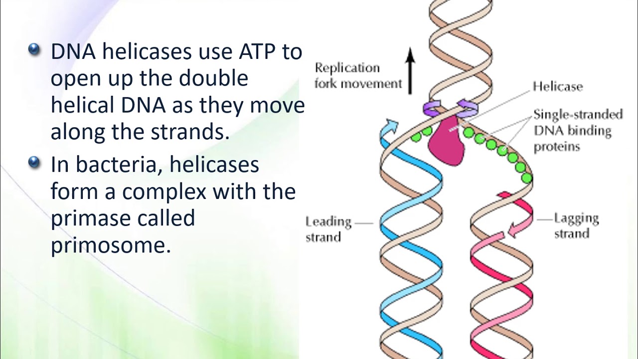 DNA Replication. Biologiya 2019 10ыштша.