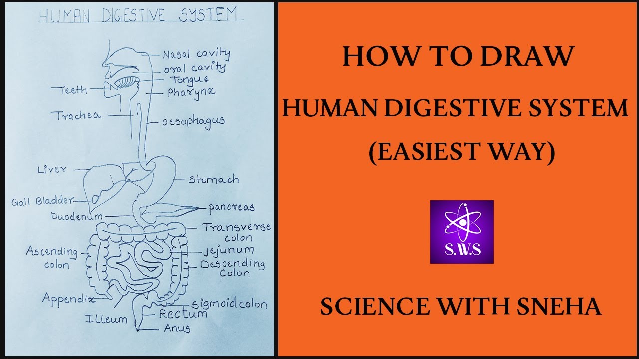 Digestive system diagram for beginners||Life Processes||easiest