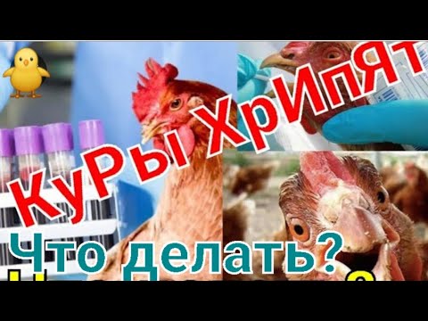Пневмония у кур😱🤷‍♀️/Чем лечить больную птицу
