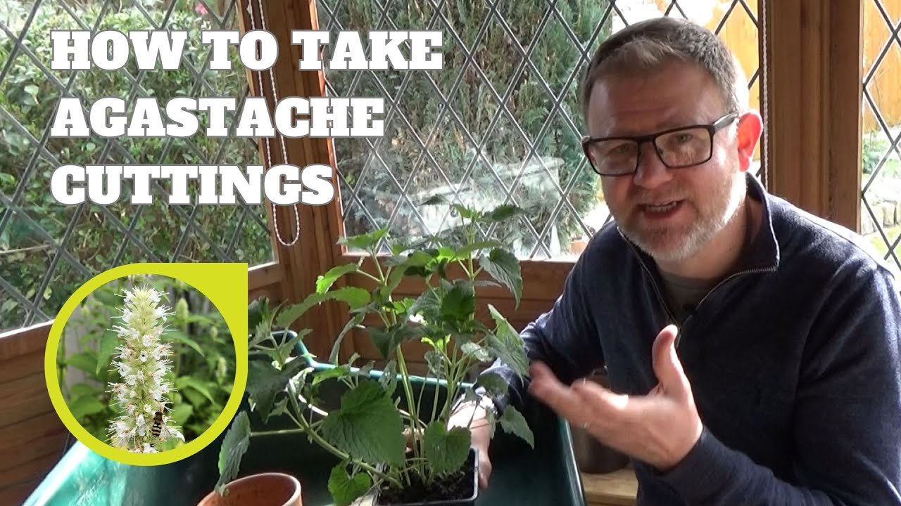 How to Take Agastache (Hyssop) Softwood Cuttings | How to Propagate Agastache | Gardening Tips