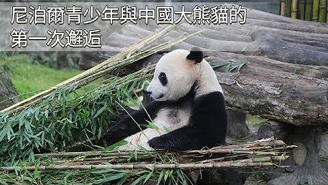 《熊貓主題趴》尼泊爾青少年與中國大熊貓的第一次邂逅 | iPanda