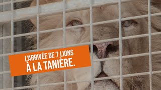 L'arrivée de 7 lions à La Tanière. ????????