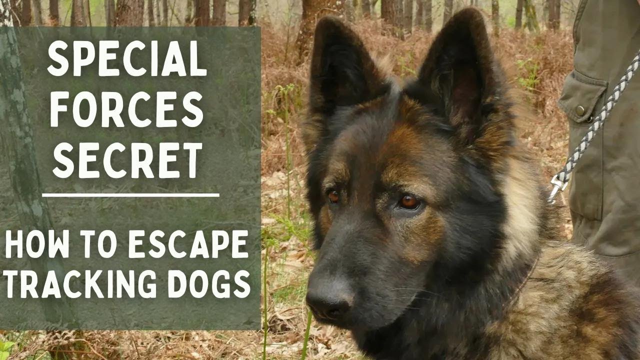 Special Forces Secret: How to Evade Tracker Dogs
