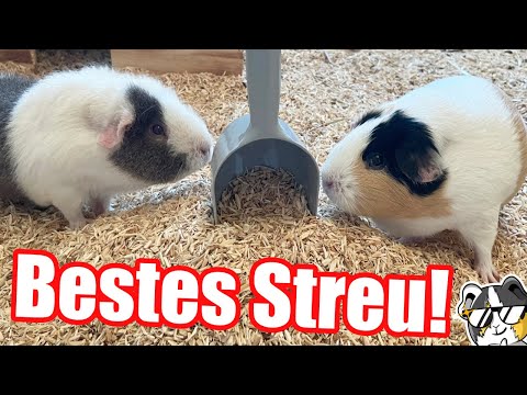 Video: Welche Einstreu für Meerschweinchen?