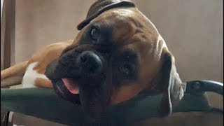 Sweet awakening of a boxer dog
