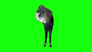 Horse Bombastic Side Eye - Green Screen