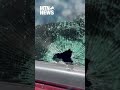 One Person Was Shot in A Quiet Montana Neighborhood, And Authorities Are Still Seeking The Suspect