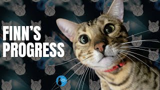 Finn's progress #adventurecat #cat by Your Purrfect Cat 87 views 8 months ago 4 minutes, 36 seconds