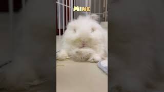 Mine bunny vs other bunny rabbit cute shorts