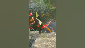 Con cá chép vàng cá koi cá beta cá tra cá trắm