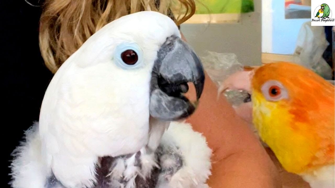 Update on Victoria Cockatoo’s Visit to The Eye Doctor Puffman Caique