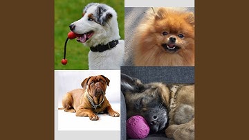 Tremendous Backdrops for The Sweetest Dogs