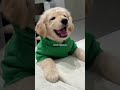 Para tu perro tú eres toda su vida