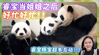 Giant Pandas Ruibao and Huibao are big sisters too! They were so busy today.