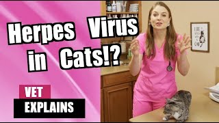 Is it Contagious to humans? Feline Herpes Virus in Cats | Veterinarian Explains