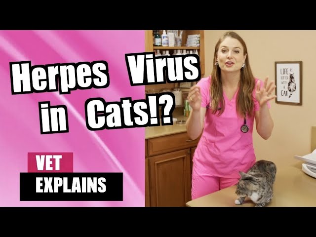 Can Cat Herpes Spread to Humans? Crucial Facts 3 sddefault