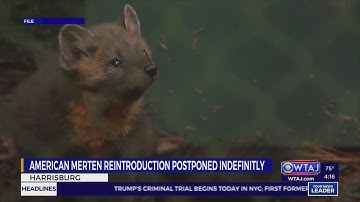 American Marten reintroduction postponed to address concerns