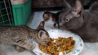 Introducing Feral Kitten To A Nursing Mother And Her Adopted Orphan Kitten