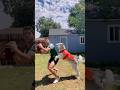 Football Dog Tackles His Dad! | Dodo Kids