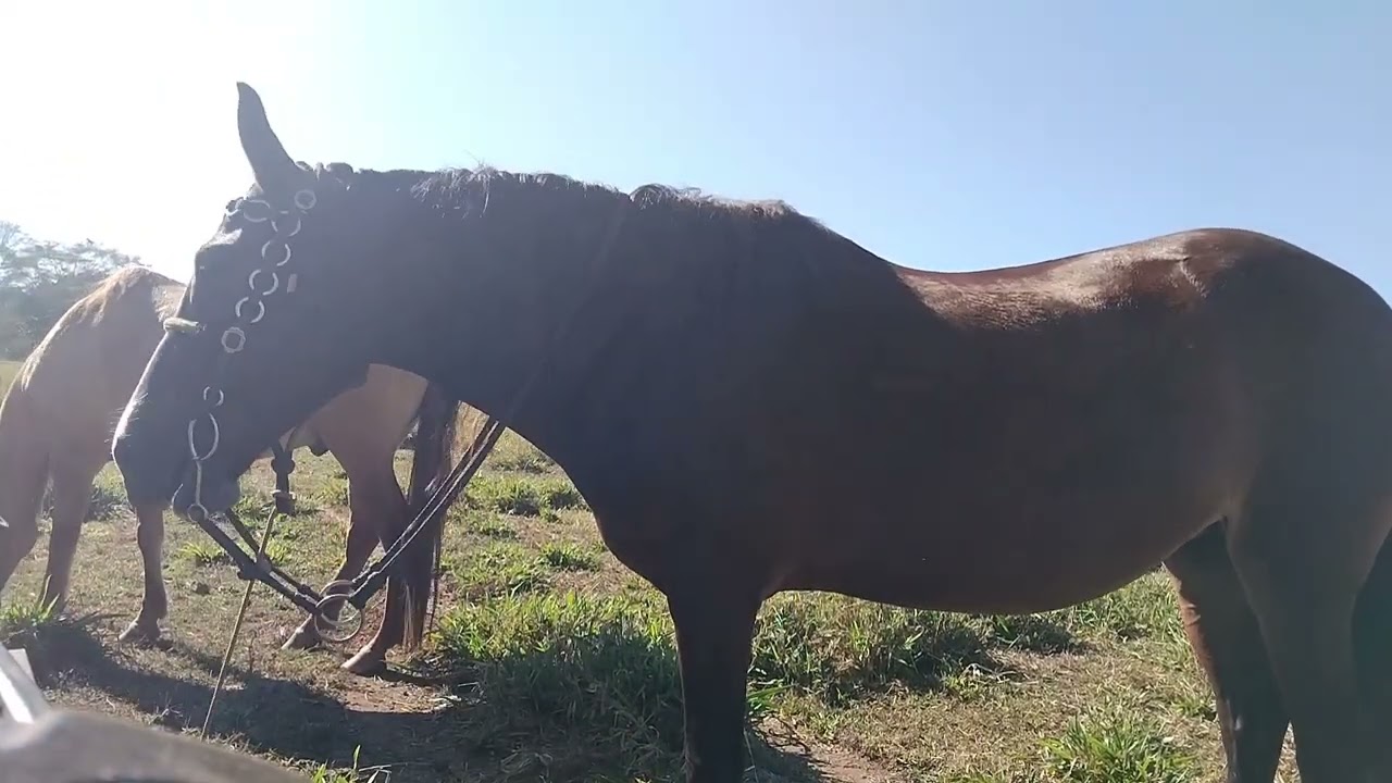 olhando gado em todos os sitios