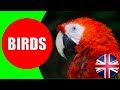 All About Birds for Kids - Birds Vocabulary for Children to Learn about Birds