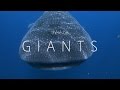 G I A N T S - Whale sharks of Isla Mujeres