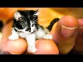 10 World's Smallest Animals You Won't Believe Exist!