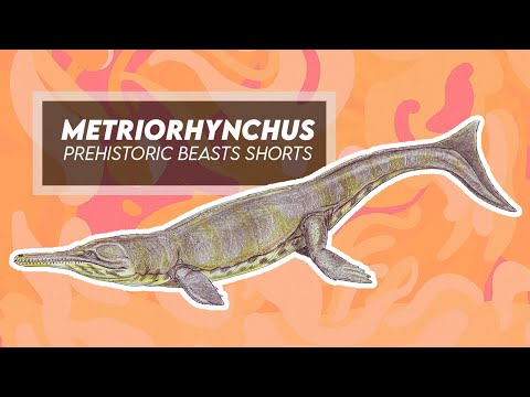 Prehistoric Beasts - Metriorhynchus - Marine Crocodyliform