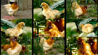 Zwerg-Seidenhühner Gelb - Vergleich von Küken mit ausgewachsenem Hahn + Krähruf Seidenhahn Hörprobe