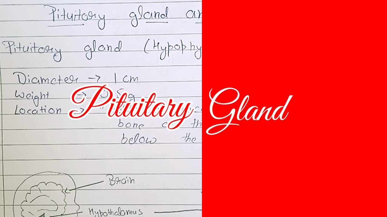 Pituitary gland anatomy & physiology in hindi || Hormones || structure ...