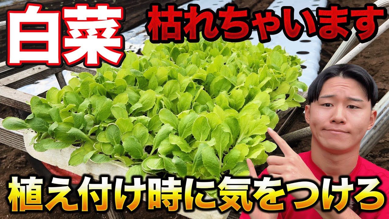 Be aware] Things to be careful about when planting Chinese cabbage