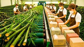 How Billions of Bamboo Trees Become Toilet Paper, Tissues and Napkins | Full Factory Process screenshot 3
