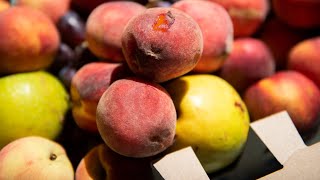 La consommation des fruits et légumes d'été en baisse à cause du mauvais temps