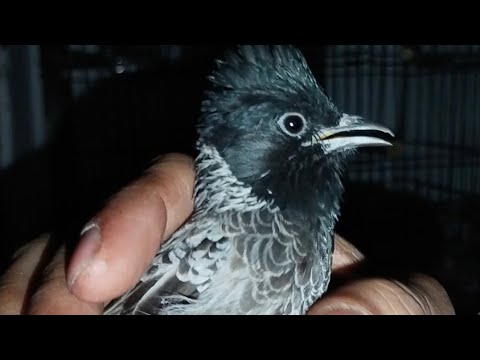 Hand Tame bulbul #redvented #bulbul