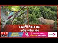 বিলুপ্তির পথে খাগড়াছড়ির বন্যপ্রাণী! | Khagrachari | Wildlife Extinction | Chattogram | Somoy TV