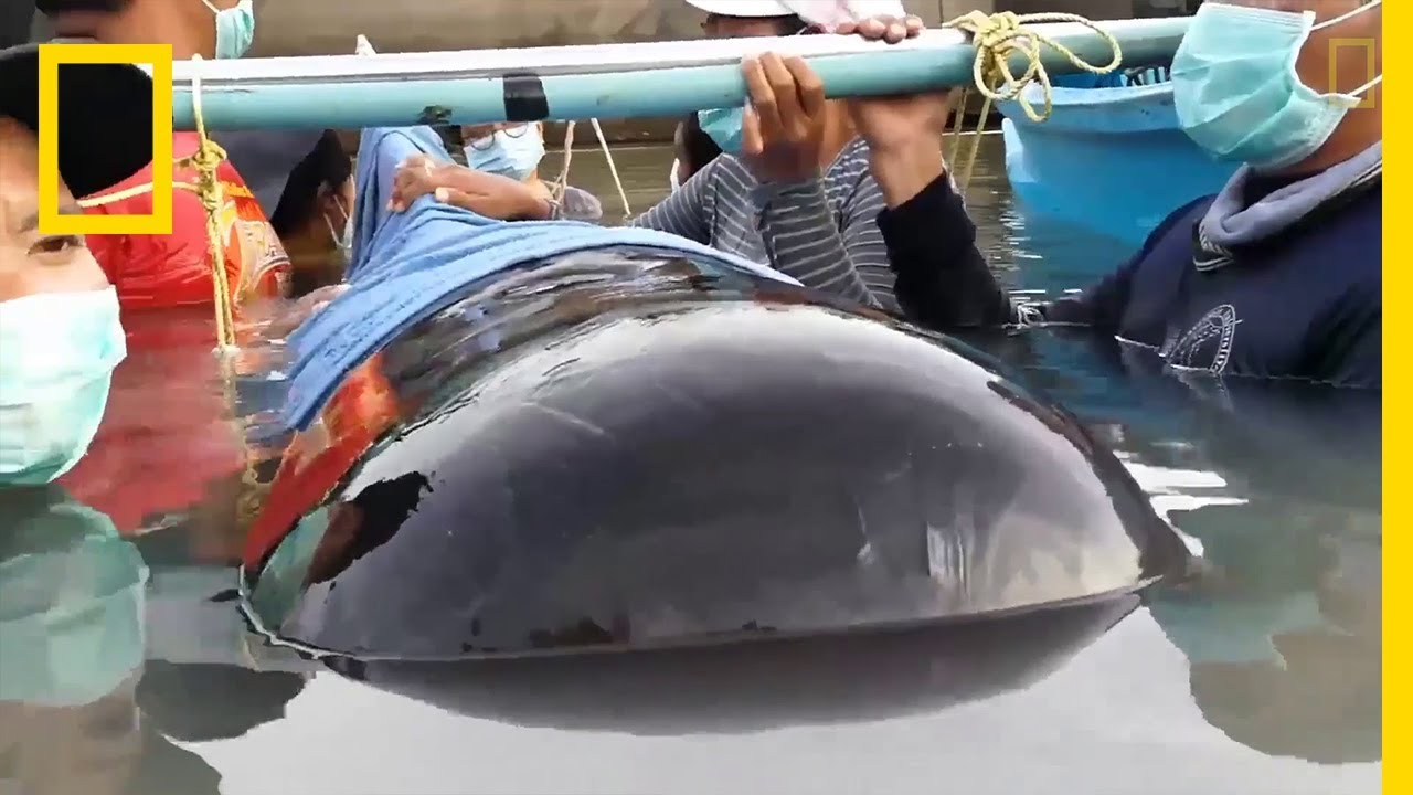 Une baleine meurt après avoir mangé 80 sacs plastiques - YouTube