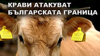 видео: Крави атакуват българската граница картинка: Крави атакуват българската граница