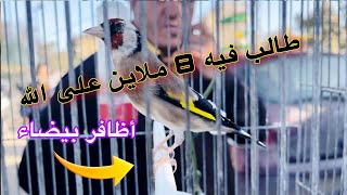 طالب فيه 8 ملاين حسون طفرة بأظافر بيضاء/ أسعار الحسون اليوم من سوق الحراش للطيور الزينة 2023🇩🇿🇩🇿