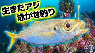朝まずめに生きたアジを餌にマトウダイを狙う！！が・・・