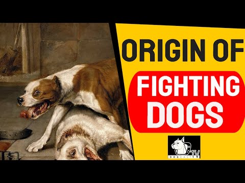 ვიდეო: მინდვრის ძაღლი: აღწერა, საბრძოლო თვისებები და ცხოვრების წესი