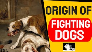 Origins of FIGHTING DOGS - DOG FIGHTS - What You Din't Know! DogCastTV!