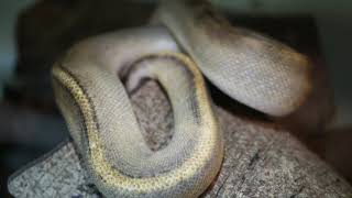 Champagne Ball Python
