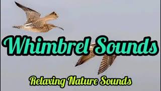 Whimbler Sounds || Suara Burung Gajahan Pengala