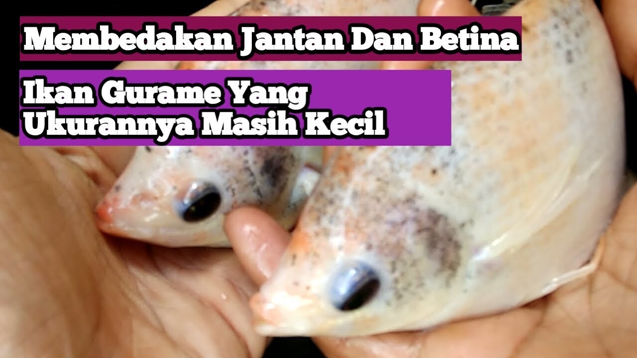 Membedakan Jantan Dan Betina Ikan Gurame Yang Masih Kecil