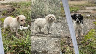 We saved these three dogs today